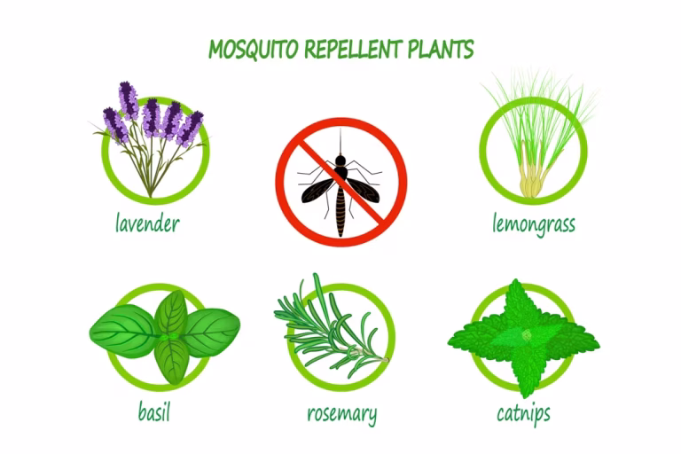 Mosquitoes